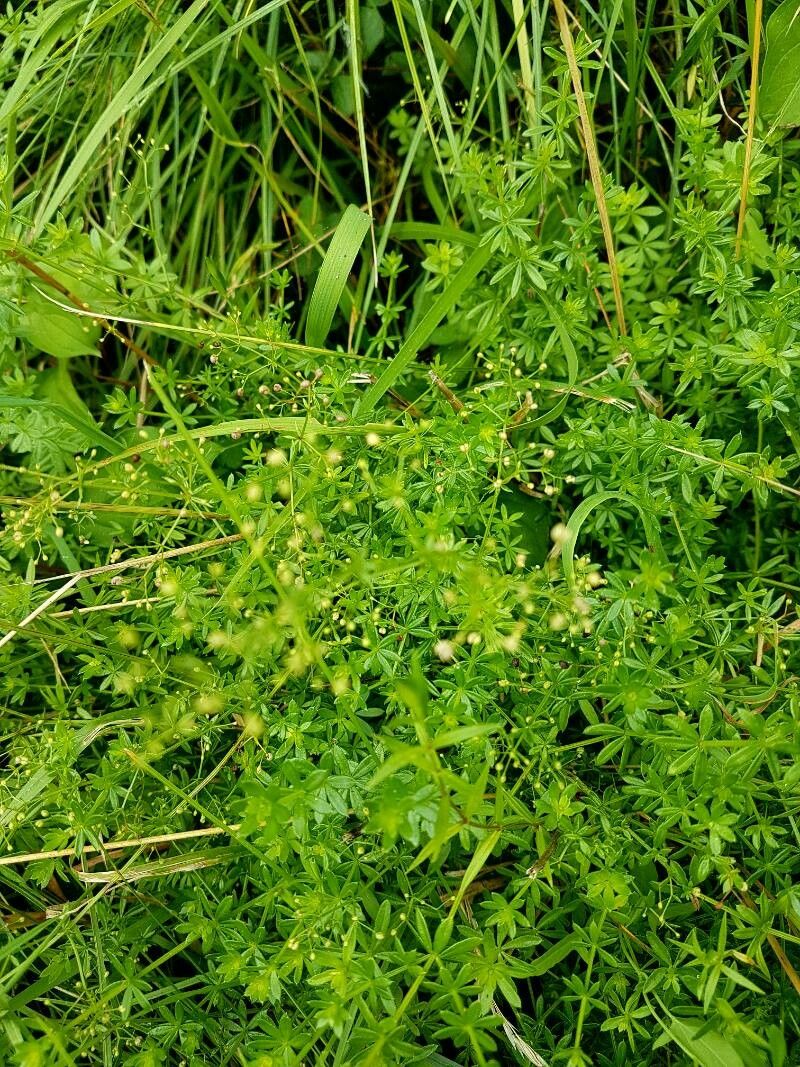 Galium divaricatum leaf