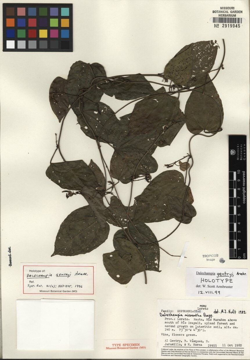 Dalechampia gentryi — houseplant care guide