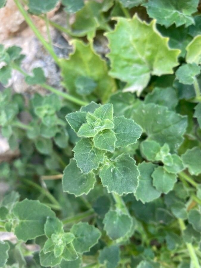 Campanula fenestrellata leaf