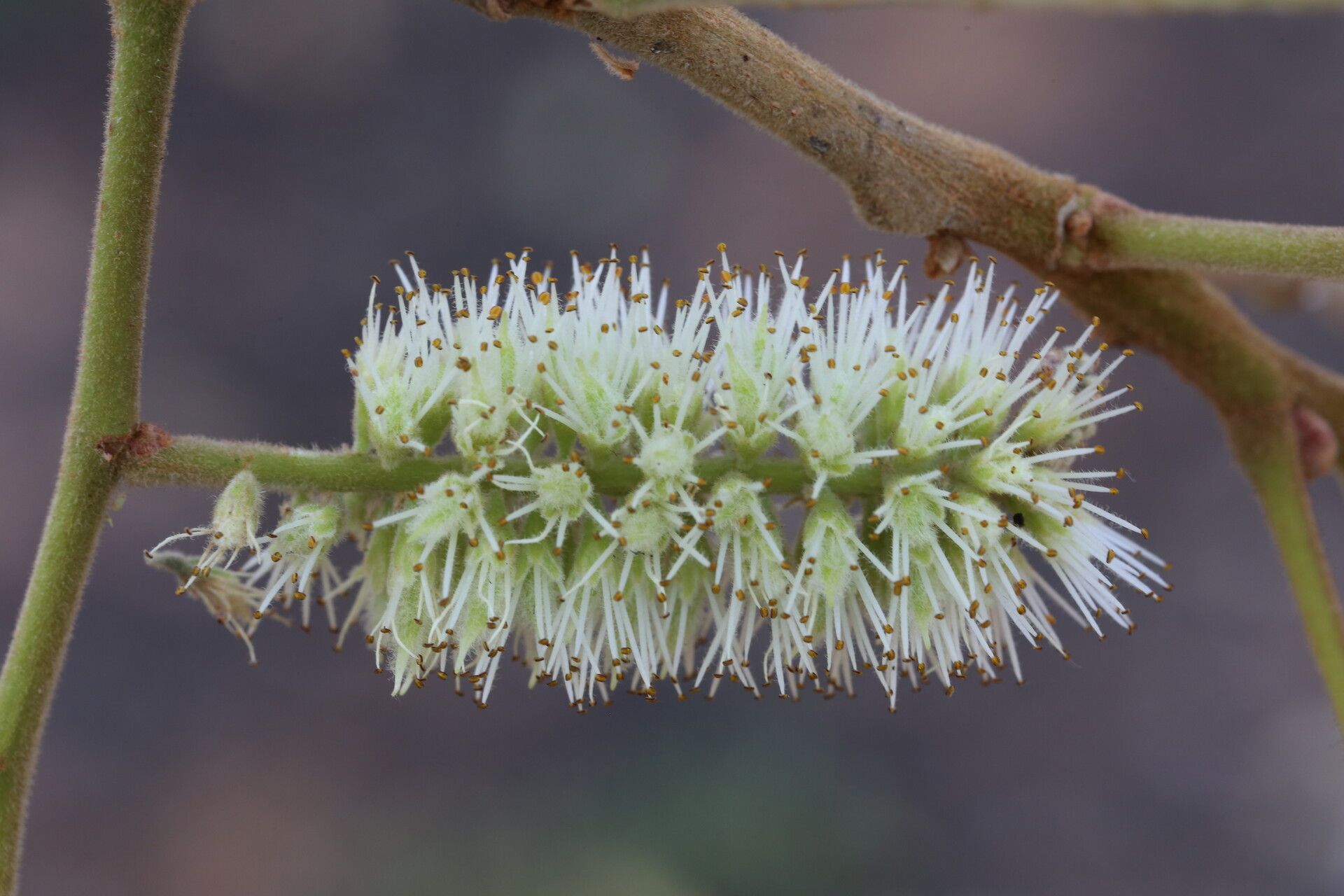 Erythrophleum africanum flower