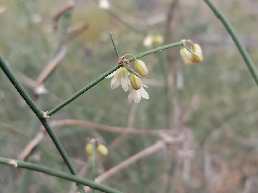 Asparagus plocamoides flower
