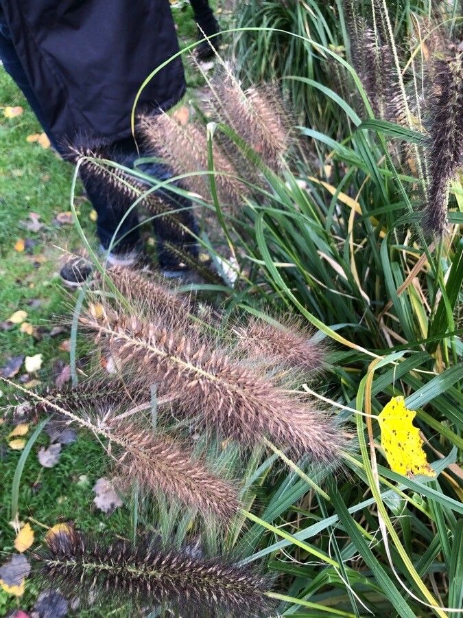 Pennisetum alopecuroides fruit