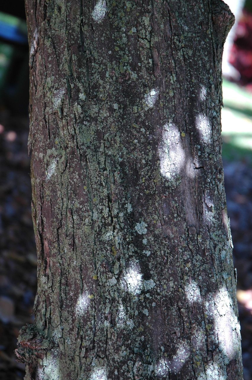 Polyalthia suberosa bark