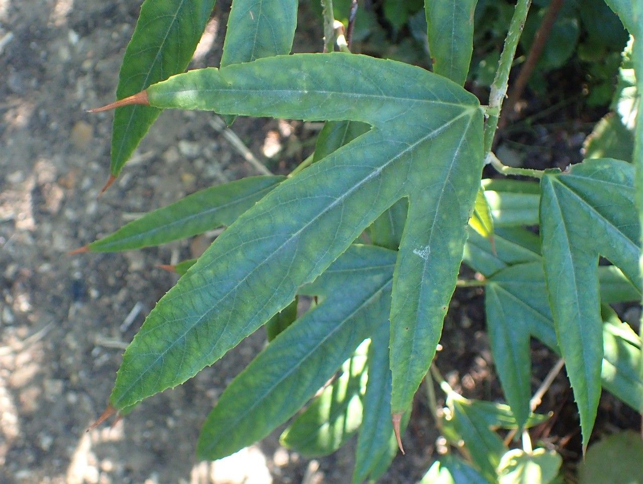 Rubus bambusarum — houseplant care guide