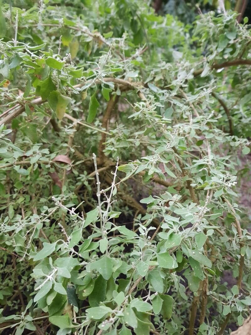 Chenopodium spinescens — search result for 'Chenopodium'