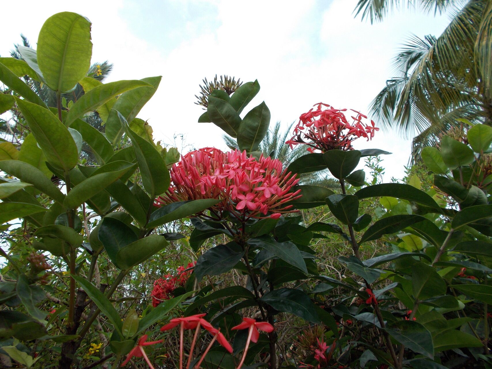 Ixora javanica leaf