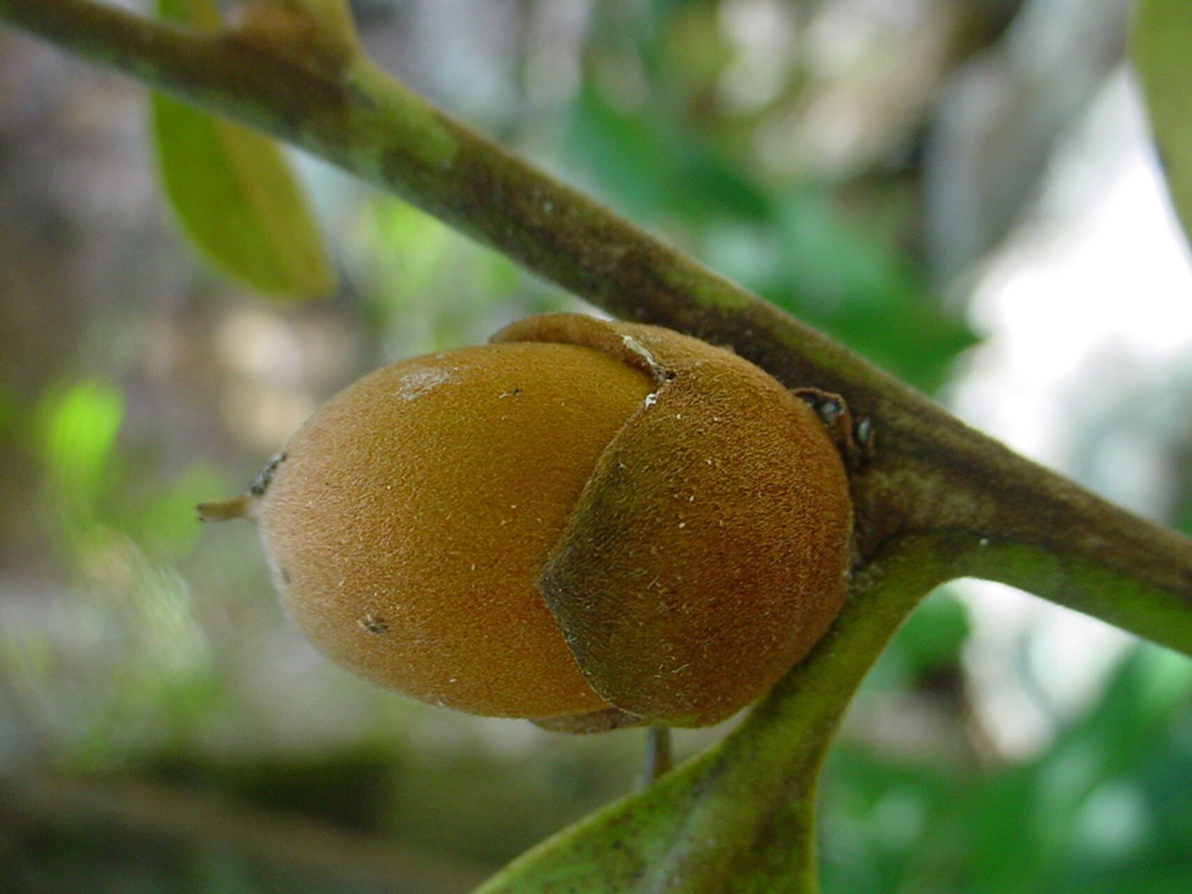 Diospyros labillardierei fruit