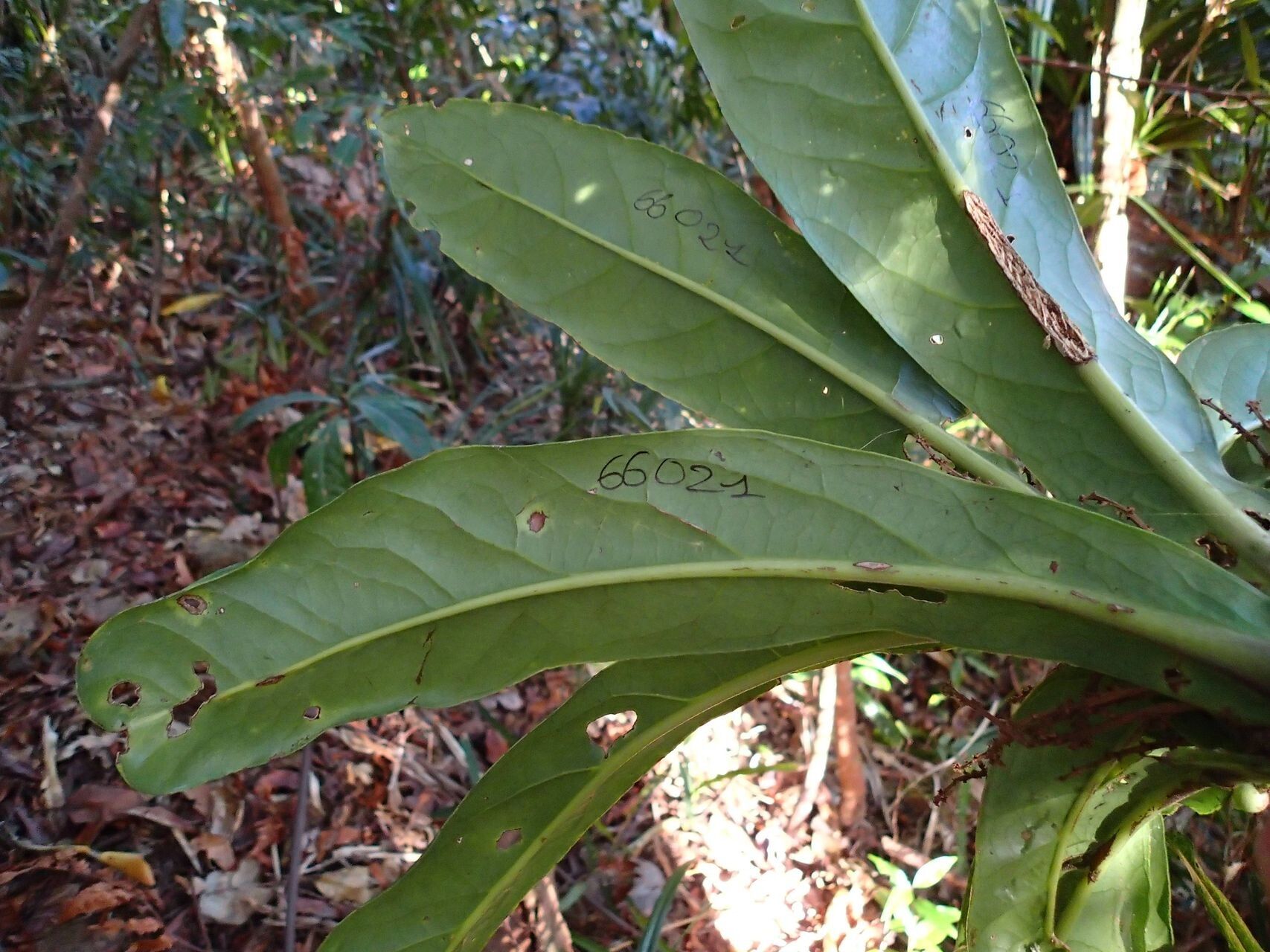 Symplocos neocaledonica leaf
