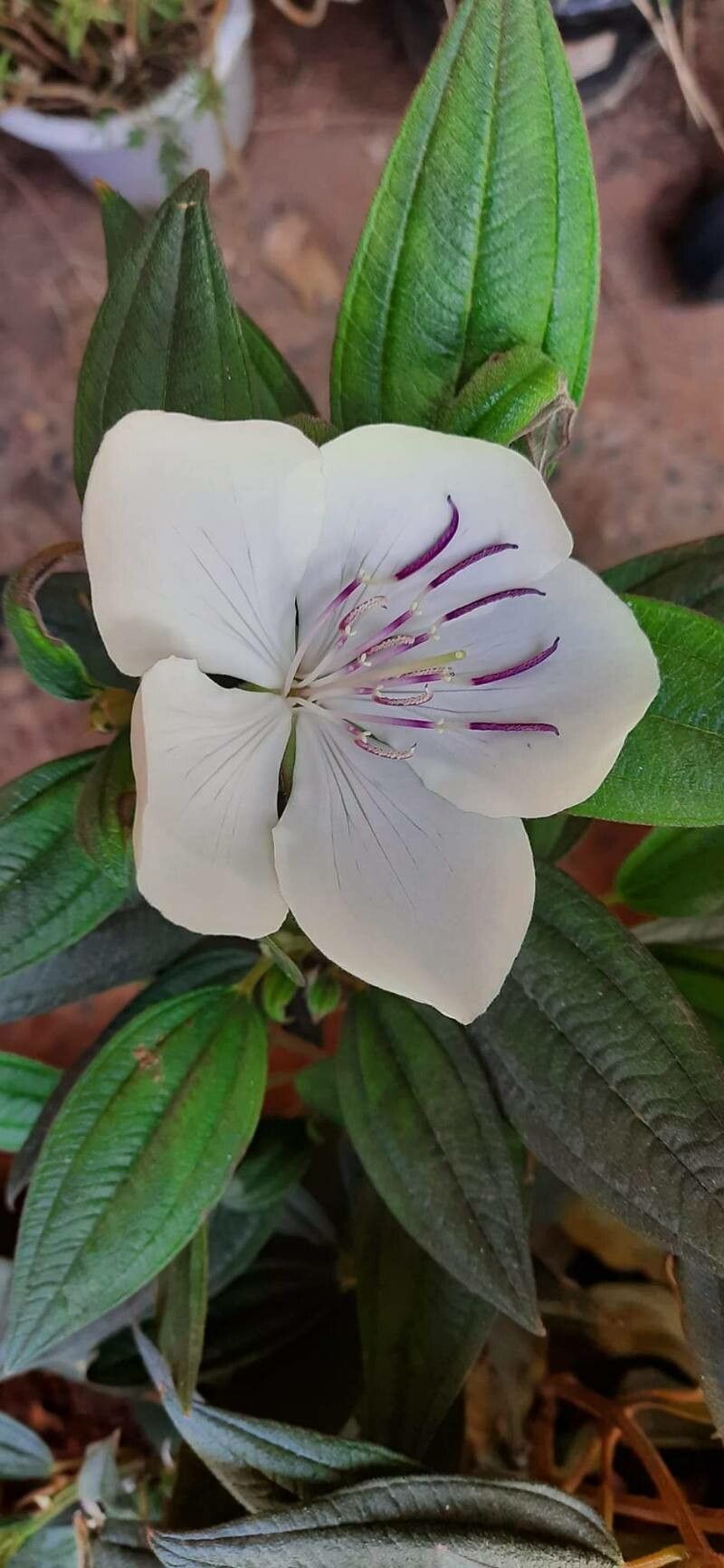 Pleroma mutabile flower