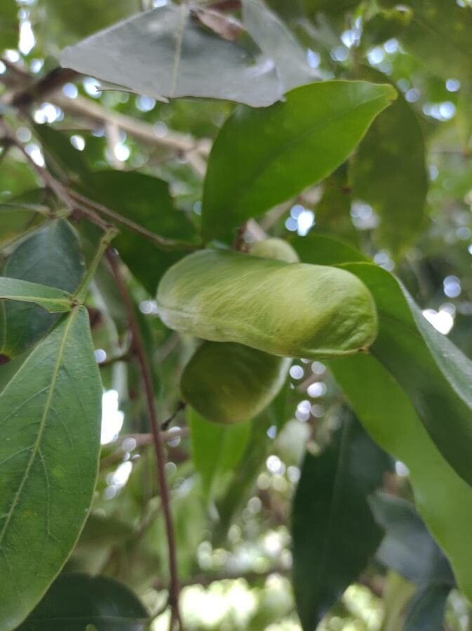 Inga laurina fruit