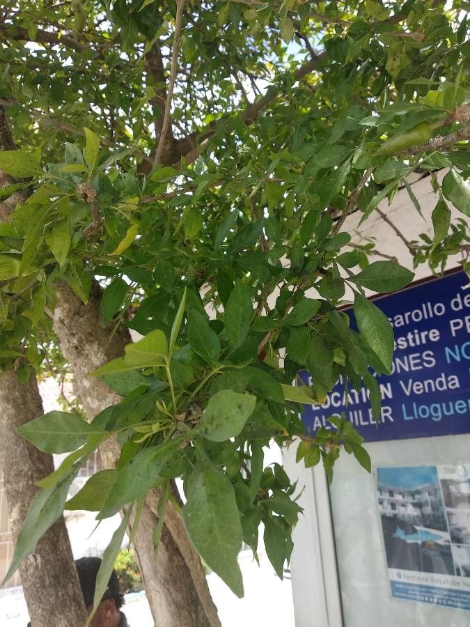 Parmentiera aculeata — related species from the same genus