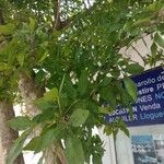 Parmentiera aculeata