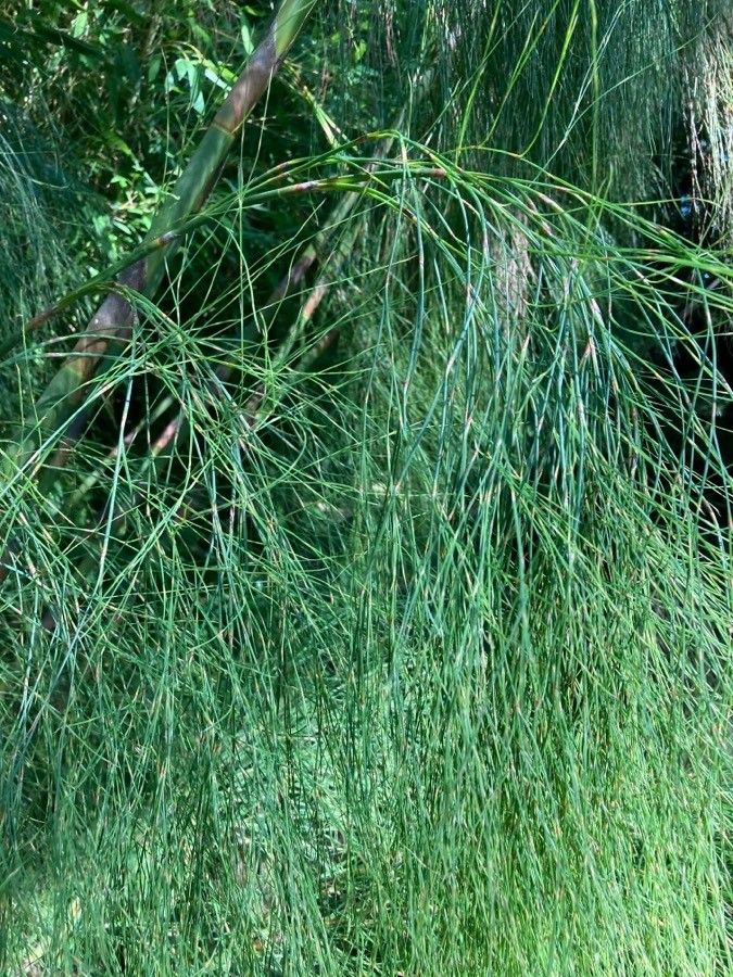 Elegia capensis bark