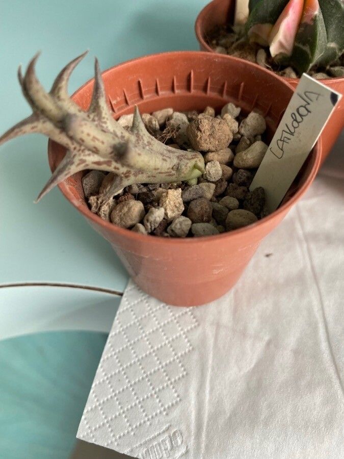 Orbea laticorona — search result for 'Orbea'