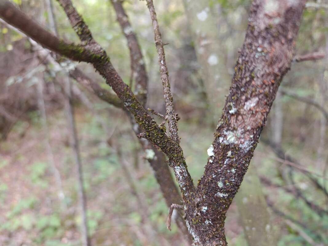 Viburnum chinshanense bark