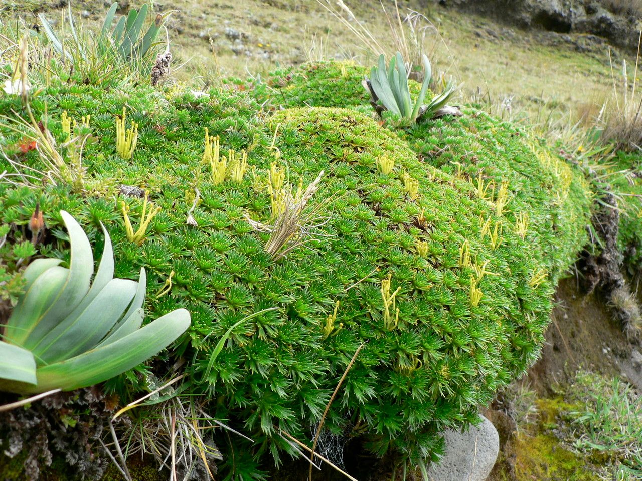 Azorella pedunculata — houseplant care guide