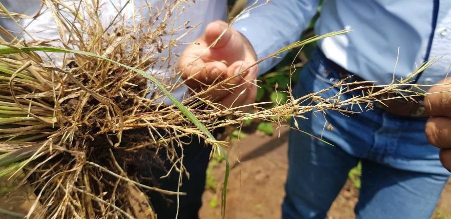 Enteropogon chlorideus — related species from the same genus