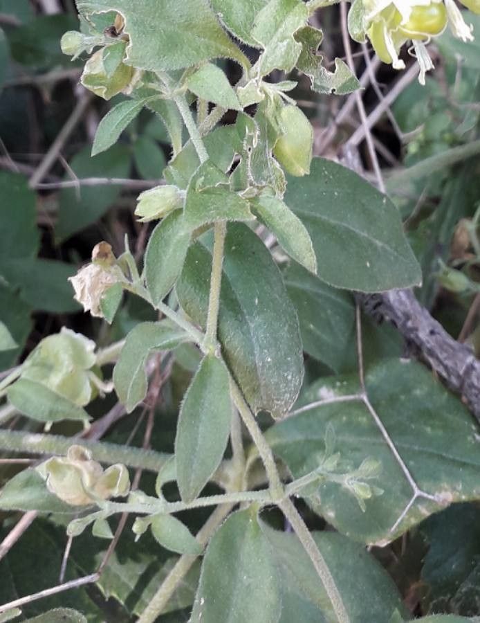 Silene baccifera — search result for 'Silene'