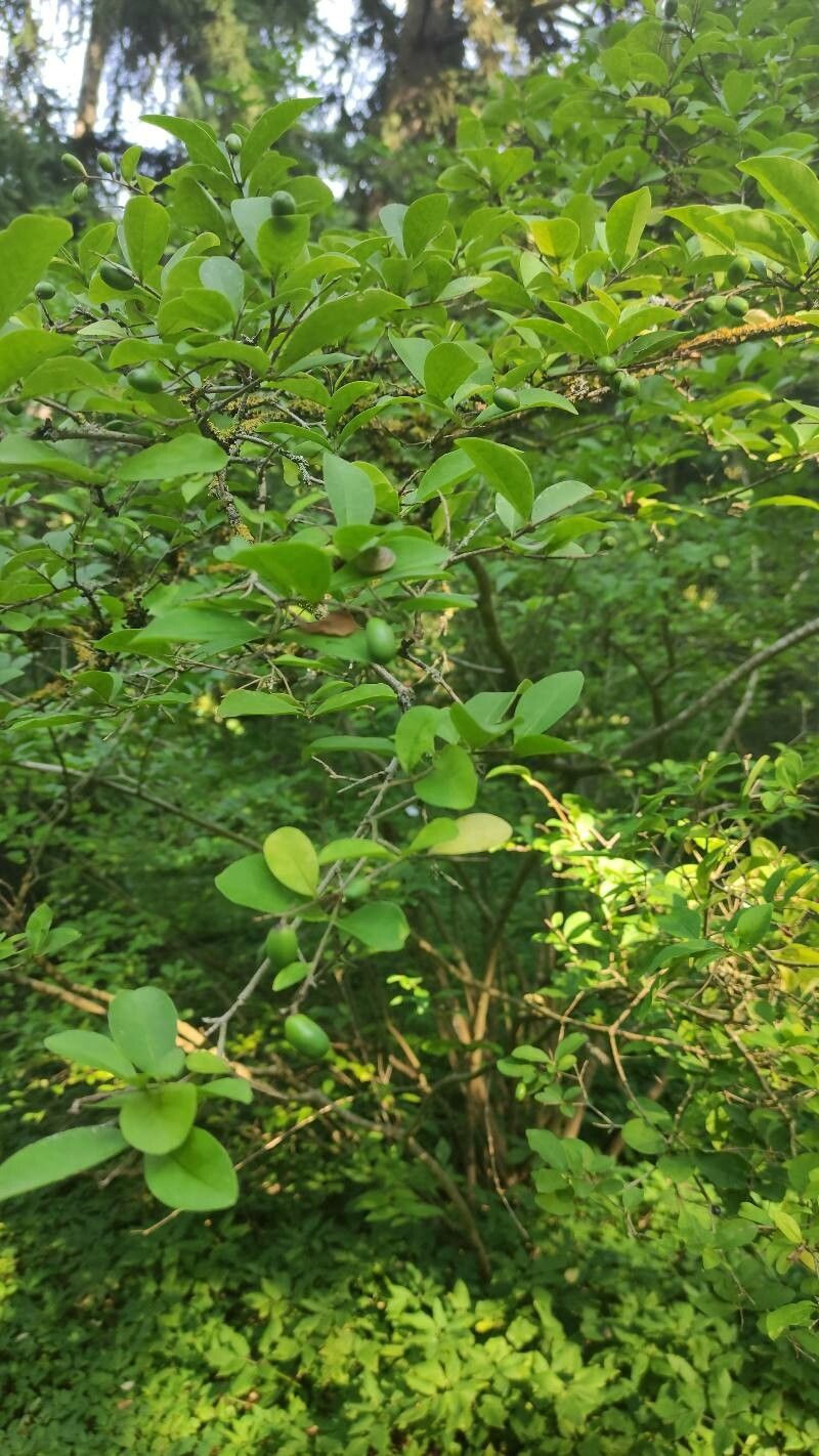 Ligustrum leucanthum habit