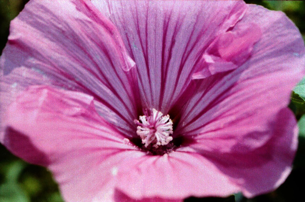 Lavatera trimestris flower
