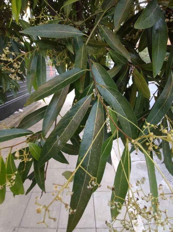 Nectandra megapotamica — search result for 'Nectandra'