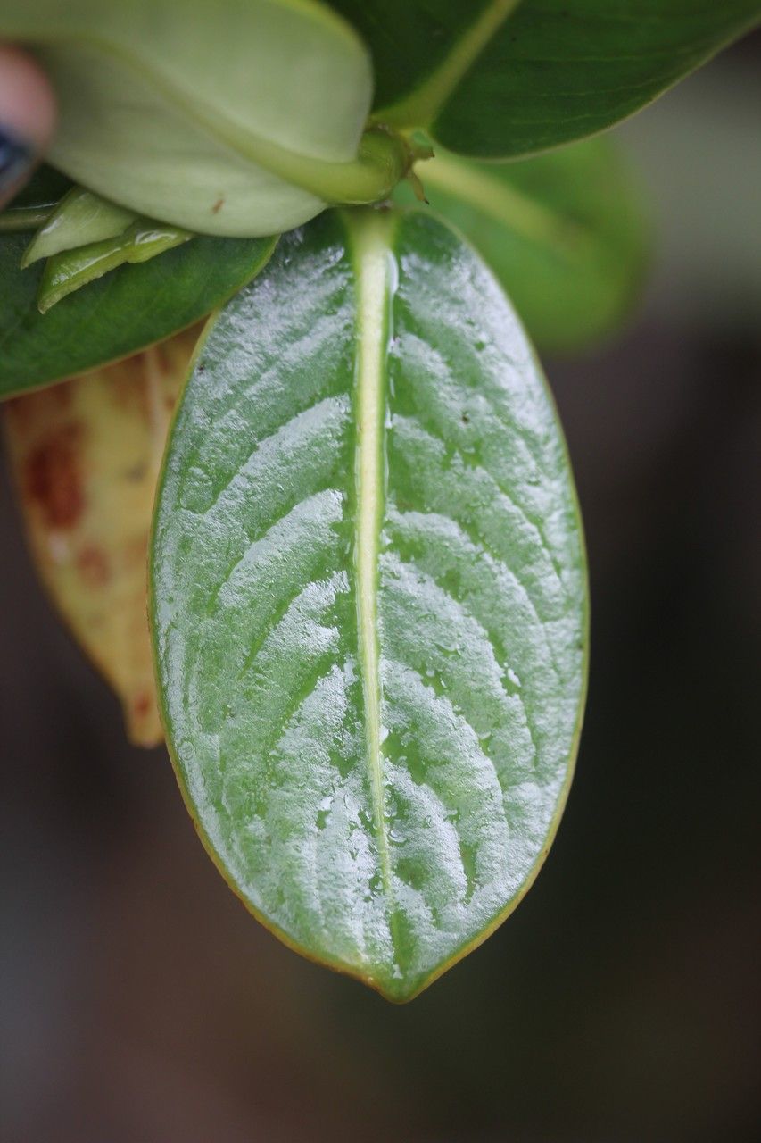 Gaertnera psychotrioides leaf