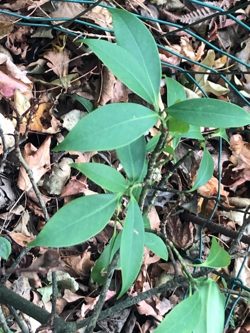 Illicium simonsii — houseplant care guide