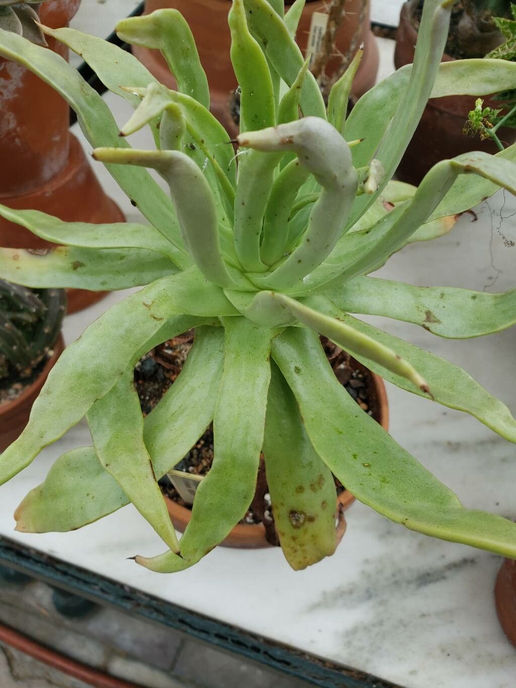 Dudleya cultrata — search result for 'Dudleya'