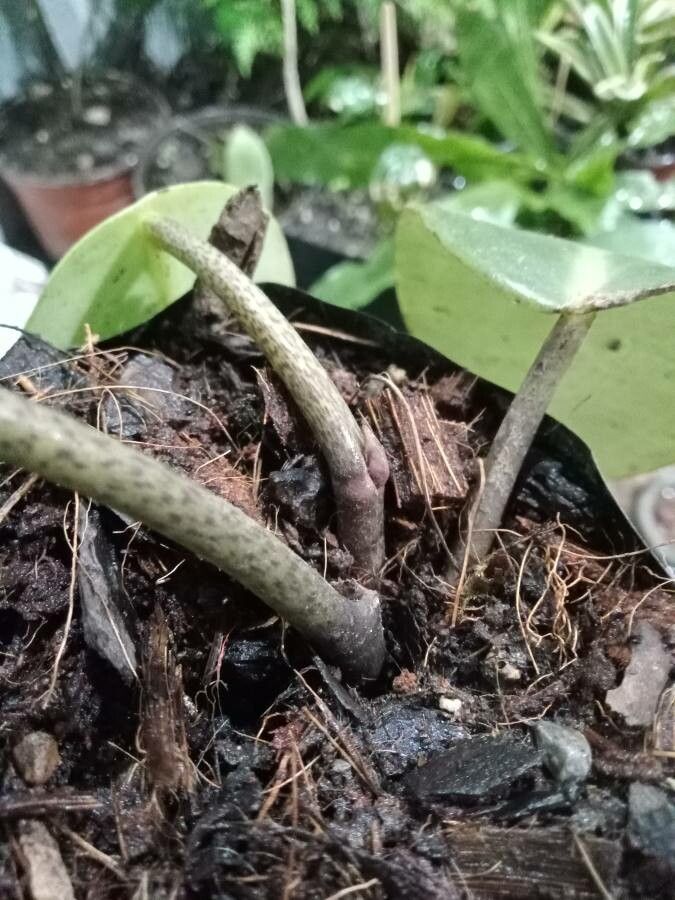 Peperomia maculosa bark