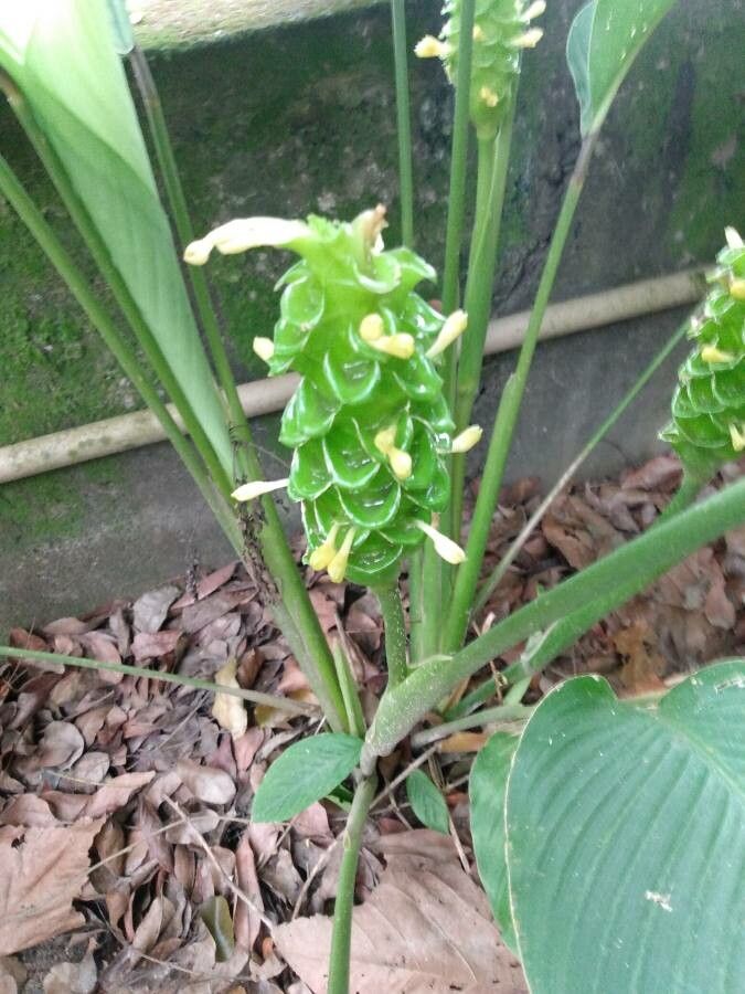 Goeppertia cylindrica flower