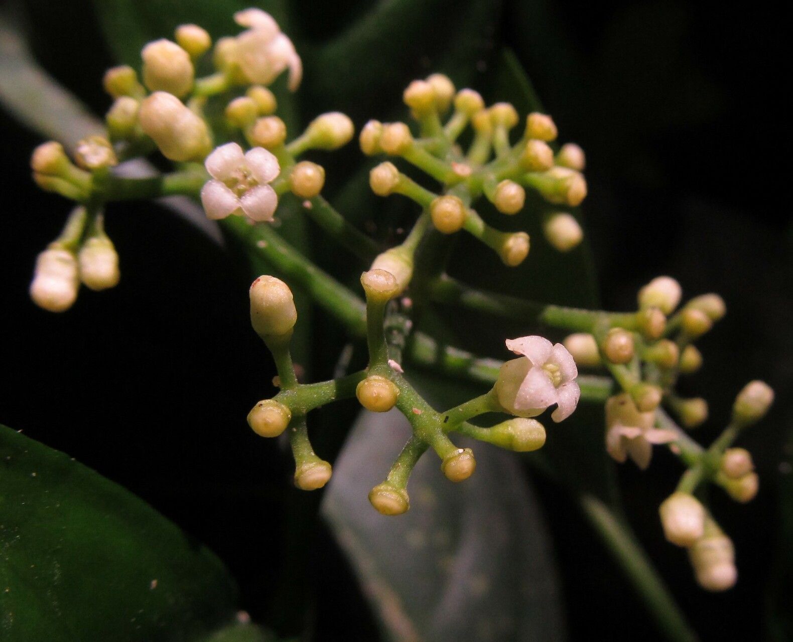 Psychotria onanae — houseplant care guide