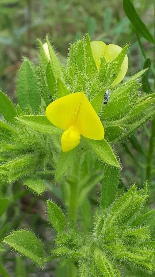 Ononis pubescens flower