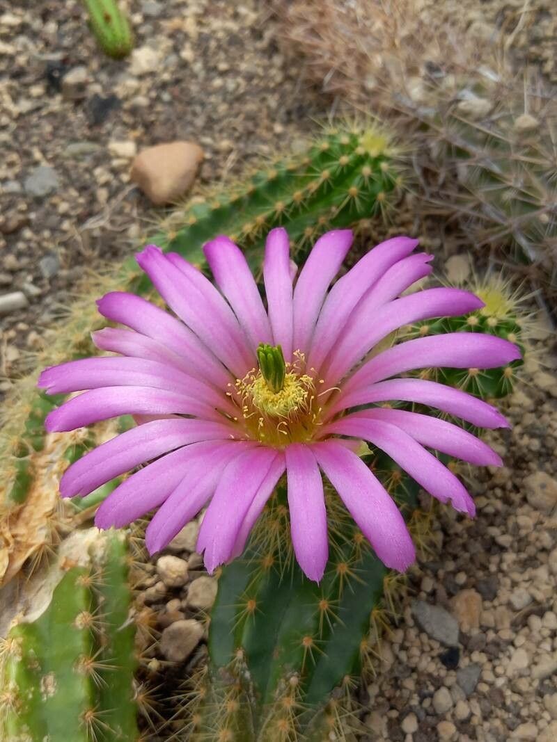 Echinocereus viereckii flower