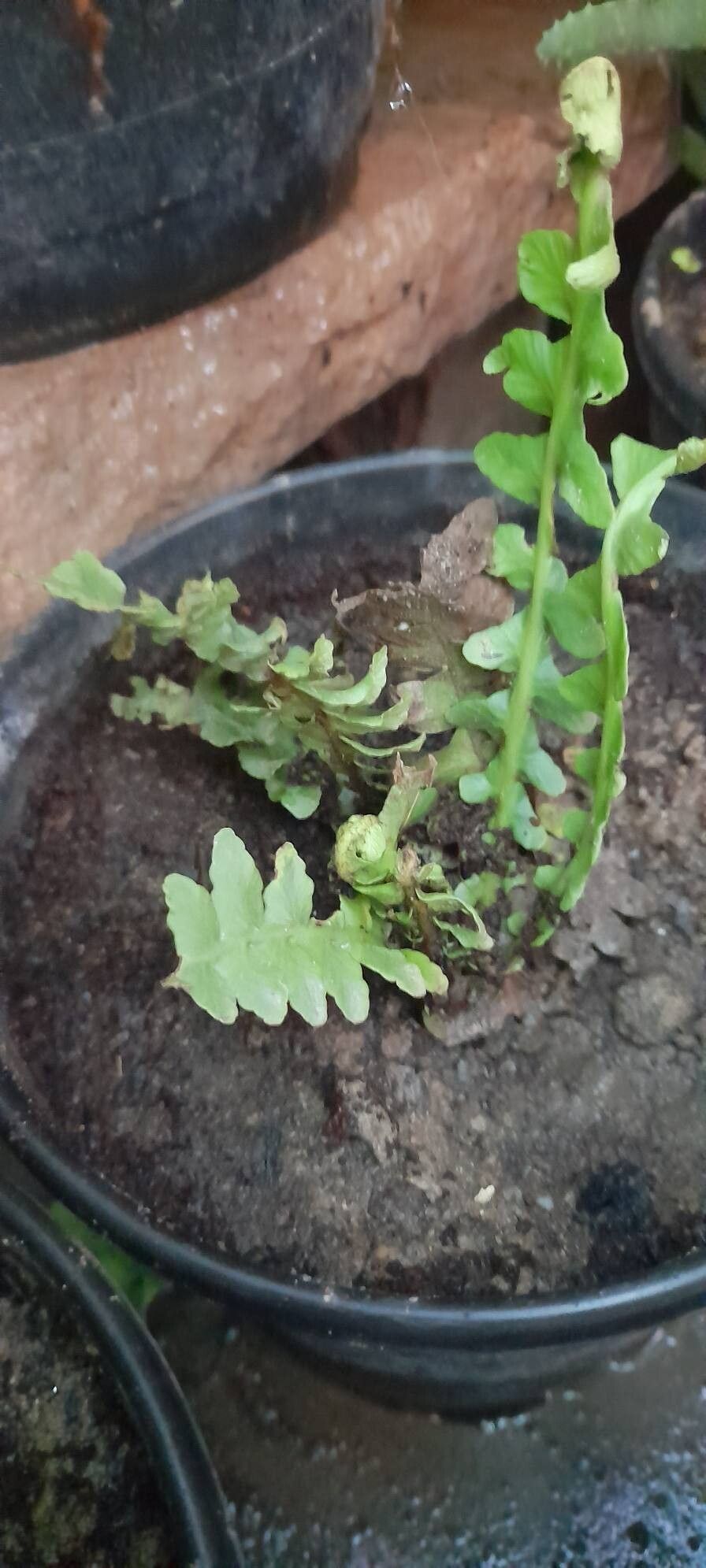 Asplenium dalhousieae — houseplant care guide