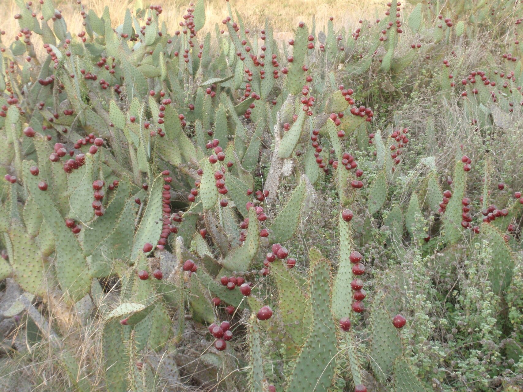 Opuntia hyptiacantha habit
