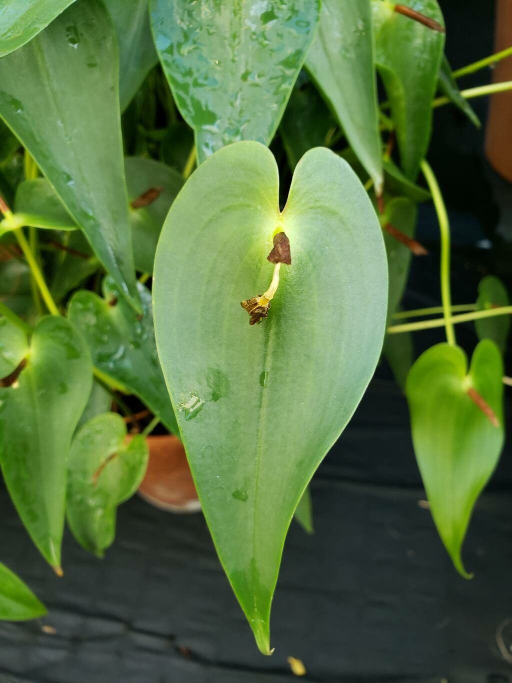 Pleurothallis radula leaf