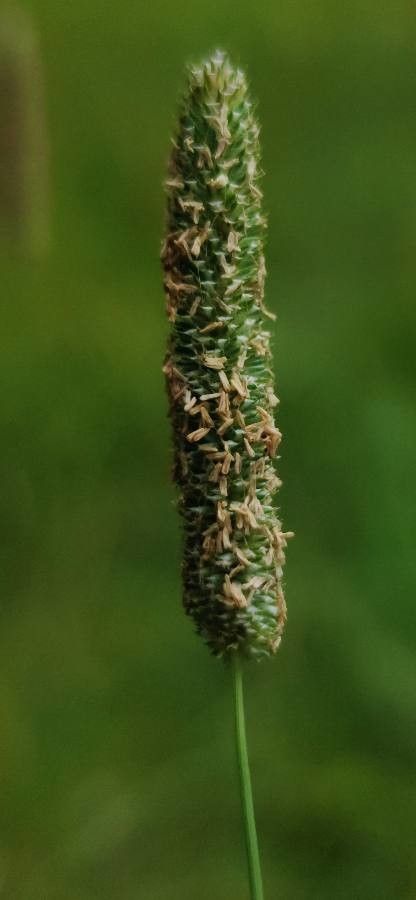 Phleum nodosum flower
