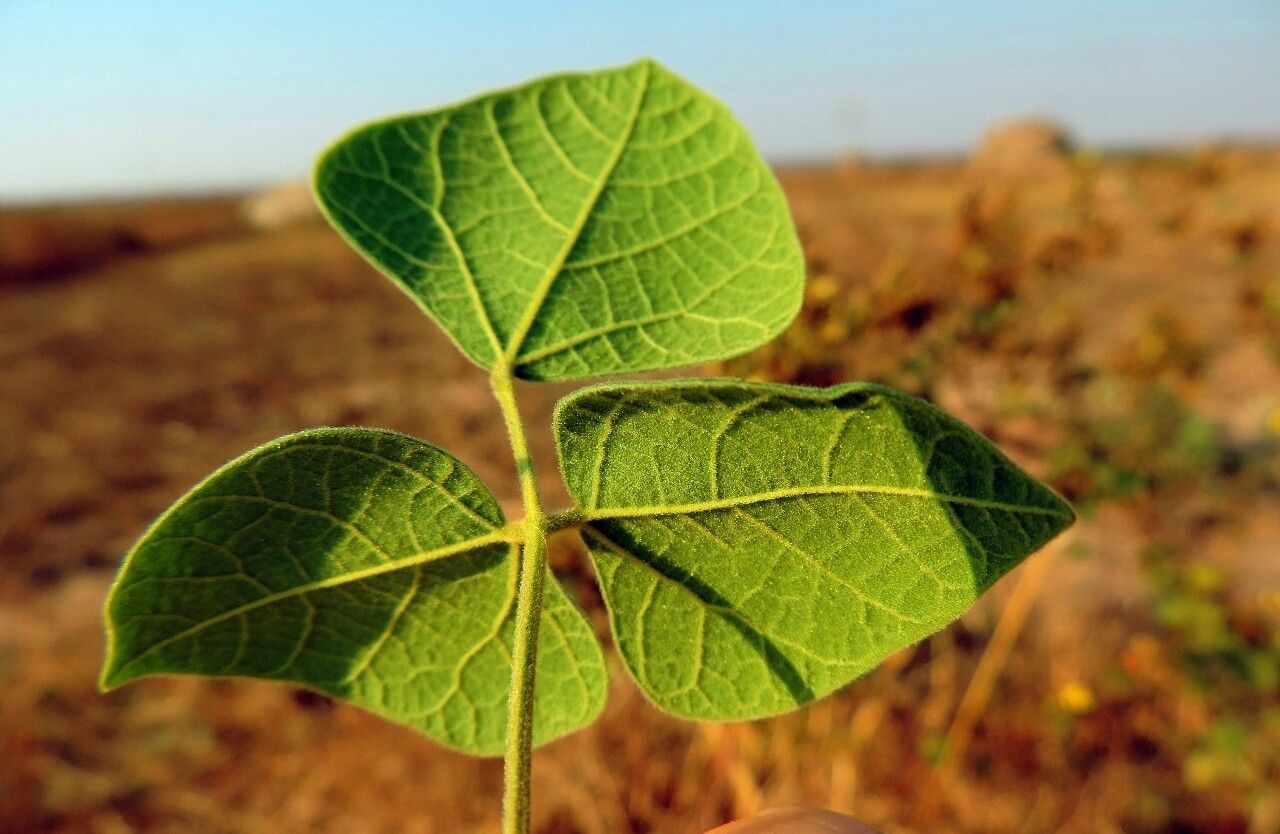 Rhynchosia resinosa — houseplant care guide