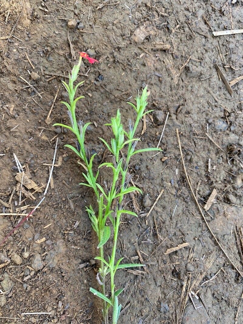 Striga asiatica — search result for 'Orobanchaceae'