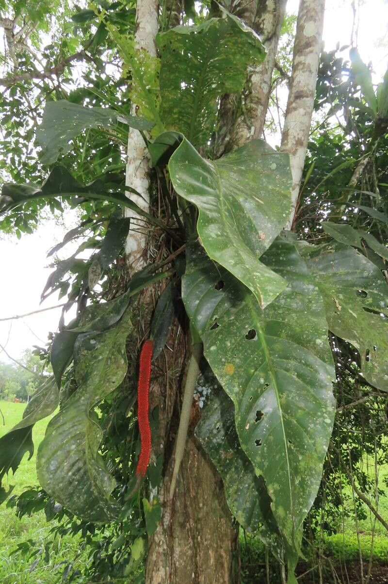 Anthurium upalaense leaf