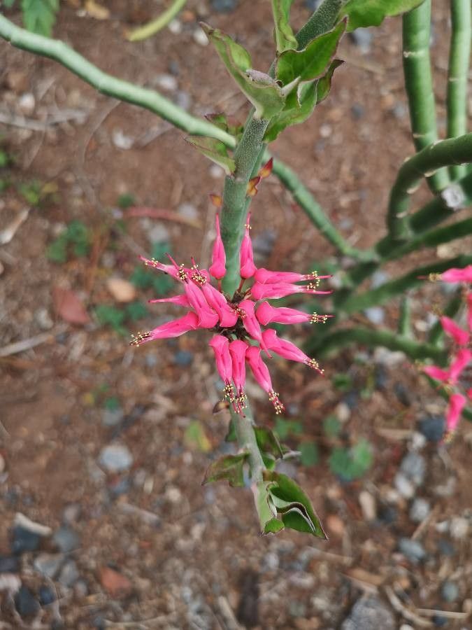 Pedilanthus tithymaloides flower