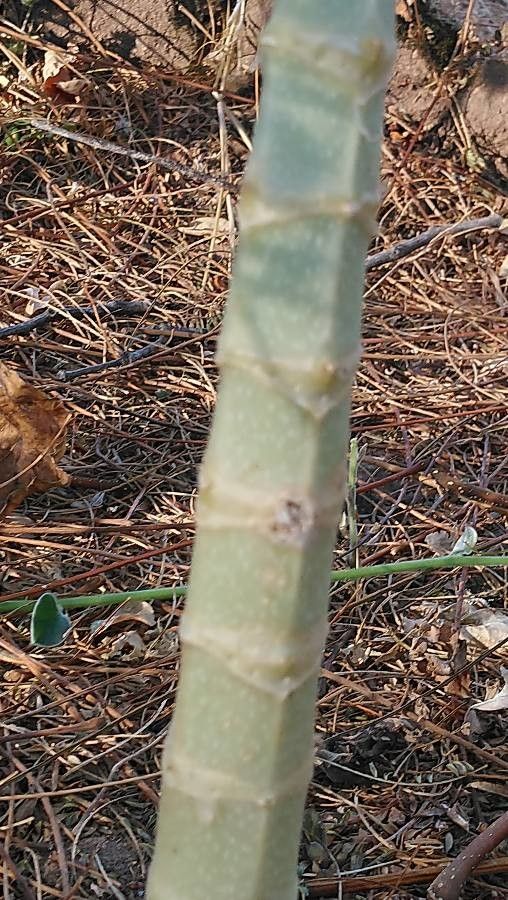 Kalanchoe prolifera bark