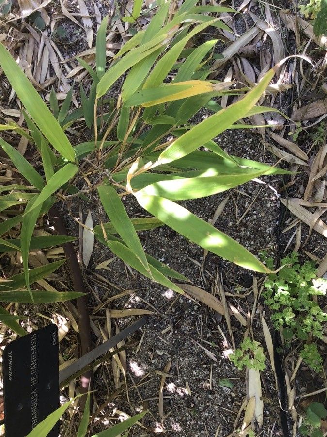 Chimonobambusa hejiangensis — related species from the same genus