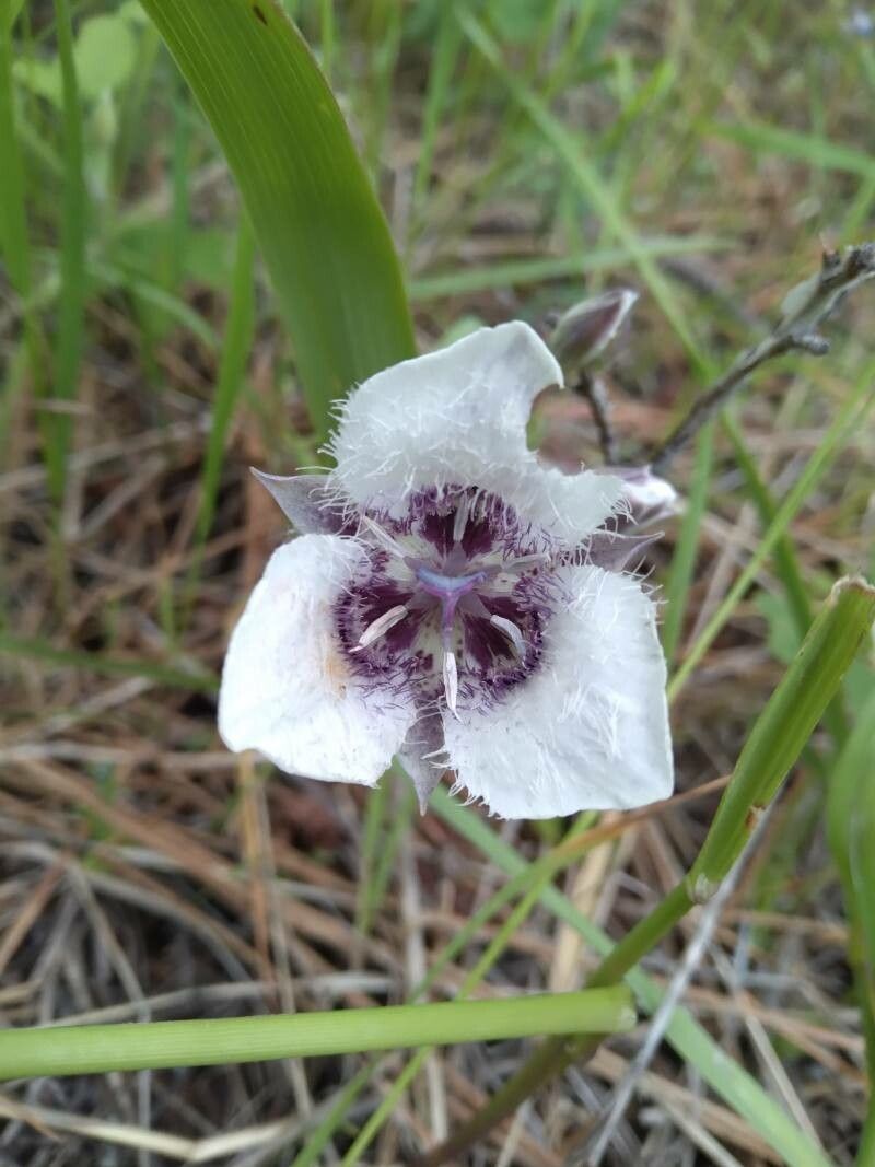 Calochortus elegans — search result for 'Calochortus'