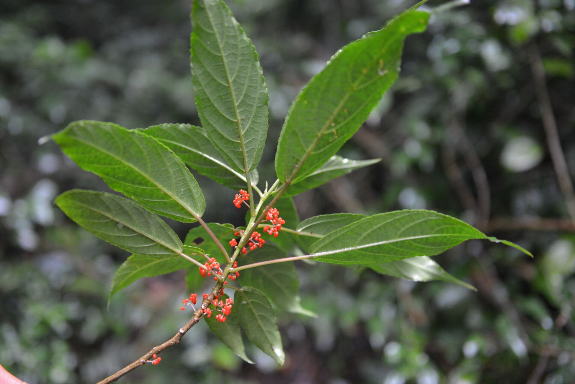 Urera guanacastensis — related species from the same genus