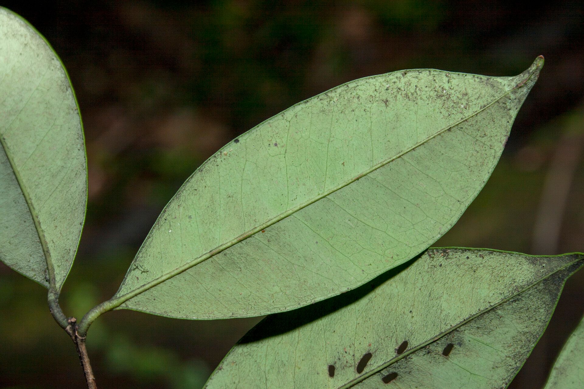 Eugenia spruceana leaf