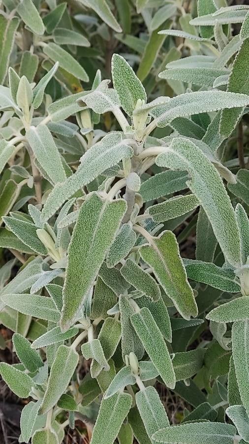 Phlomis purpurea — search result for 'Syria'