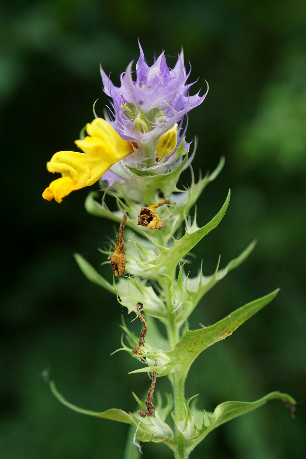 Melampyrum bihariense habit
