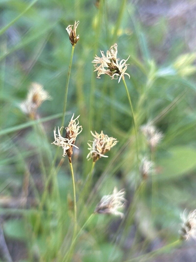 Carex praecox flower