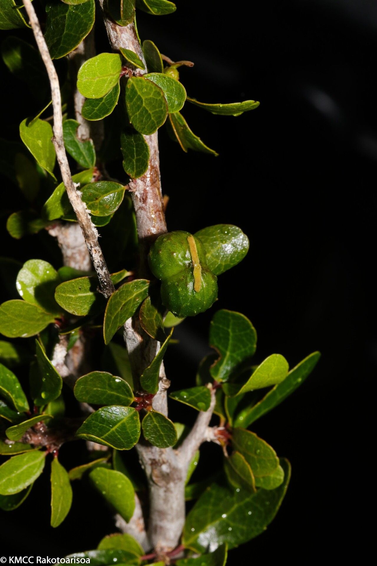 Alchornea humbertii — houseplant care guide